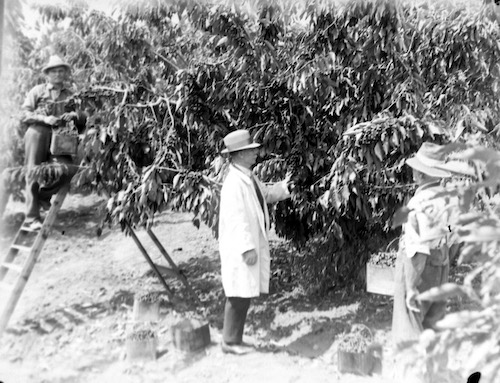 Cherry Inspector in Orange orchard 1880