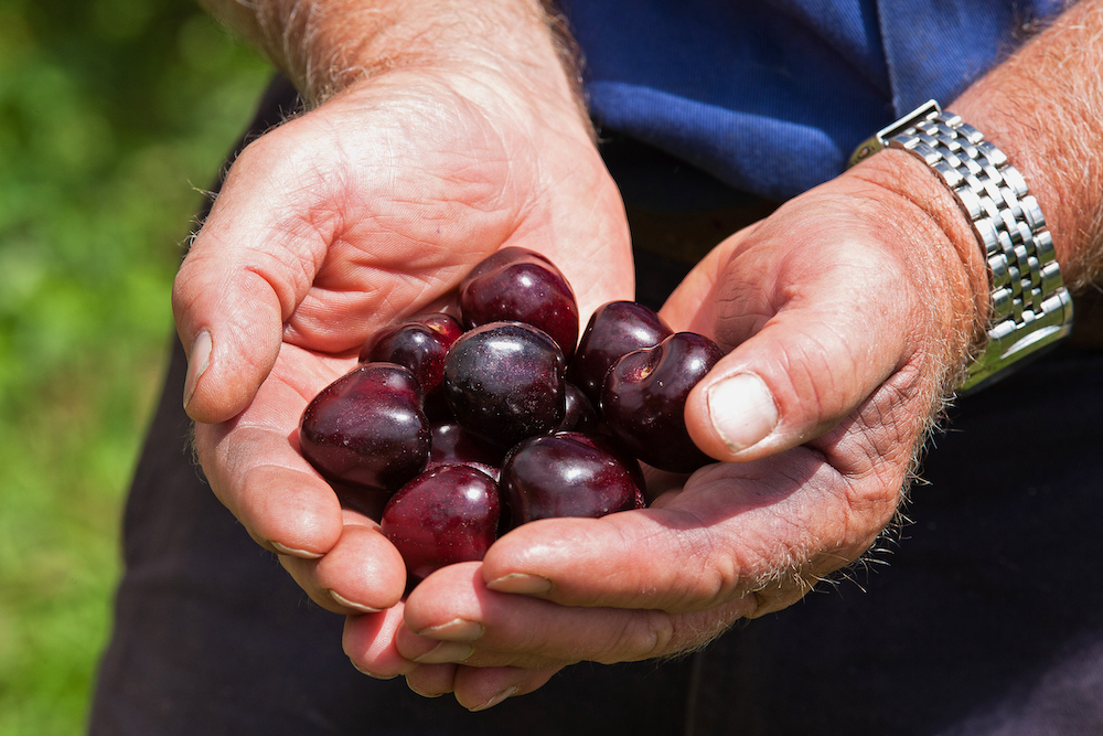 Handful of Cherries