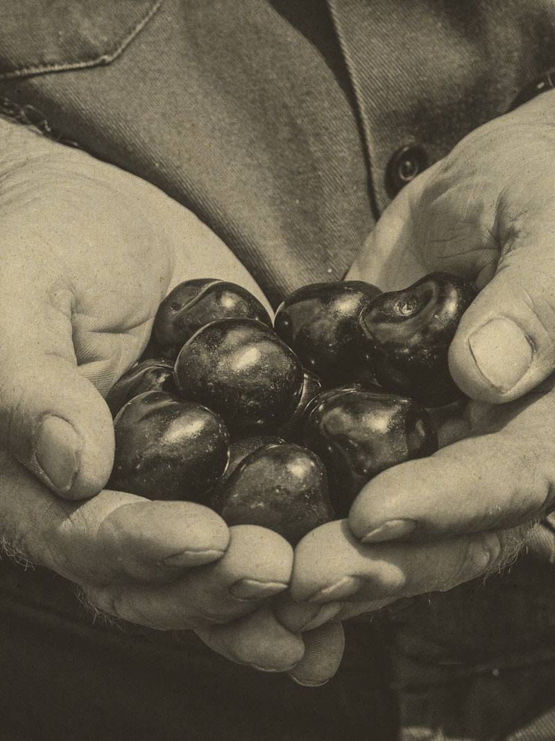 A monochrome image depicting two hands delicately holding ripe cherries. The grayscale tones highlight the texture and details of the fruit, contrasting against the hands' skin.